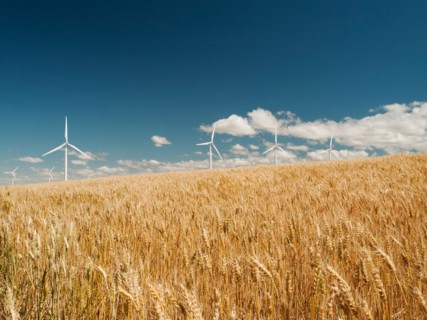 USA, Oregon, Wasco, Wheat field and wind farm in bright sunshine under blue sky.