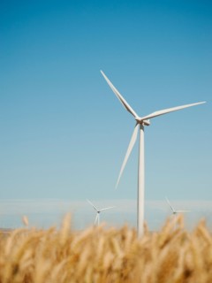 USA, Oregon, Wasco, Wheat field and wind farm in bright sunshine under blue sky.