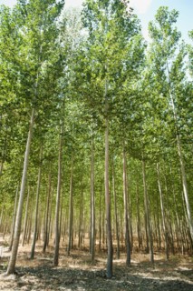 USA, Oregon, Boardman, Poplar trees. Photo: Erik Isakson