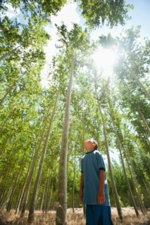 USA, Oregon, Boardman, Boy (8-9) looking up at poplar trees.