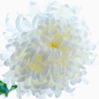Studio shot of Chrysanthemum.
