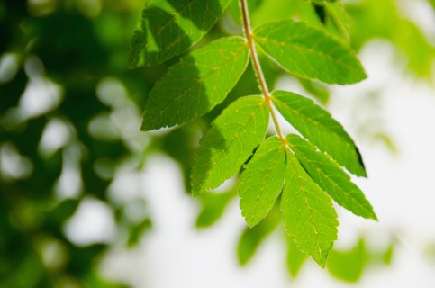 Green leaves on branch. Photo : Tetra Images