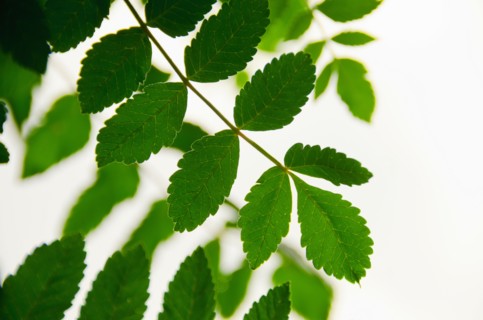 Green leaves on branch. Photo : Tetra Images