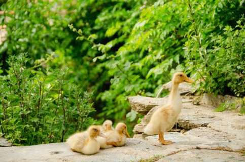 Family of ducks. Photo : Tetra Images
