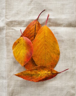 Autumn leaves on burlap, studio shot.