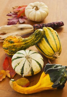 Colorful gourds, studio shot.