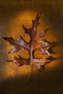 Autumn leaf, studio shot.
