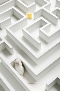White mouse into labyrinth, studio shot.