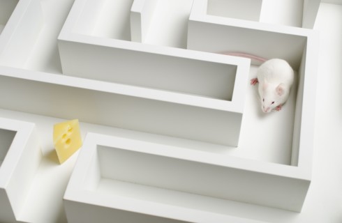 White mouse into labyrinth, studio shot.