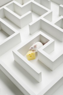 White mouse into labyrinth, studio shot.