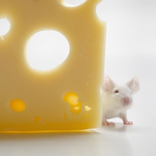 White mouse with cheese, studio shot.