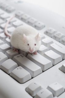 White mouse on computer keyboard, studio shot.