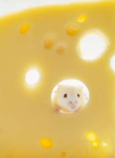 White mouse with cheese, studio shot.