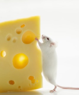 White mouse with cheese, studio shot.