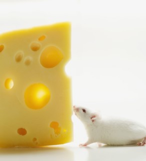 White mouse with cheese, studio shot.
