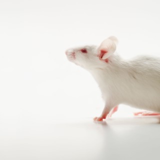 White mouse on white background, studio shot.