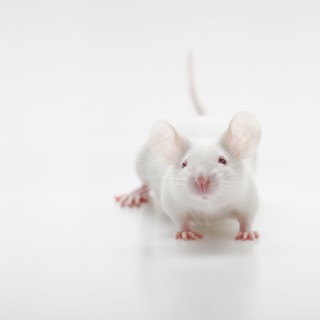 White mouse on white background, studio shot.