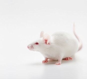 White mouse on white background, studio shot.
