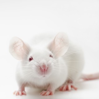 White mouse on white background, studio shot.
