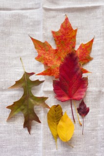 Studio shot of autumn leaves.