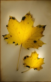 Autumn leaves, studio shot.
