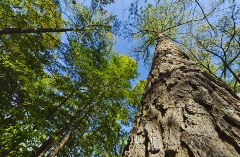 USA, Georgia, Stone Mountain, Low angle view of pine tree in forest.