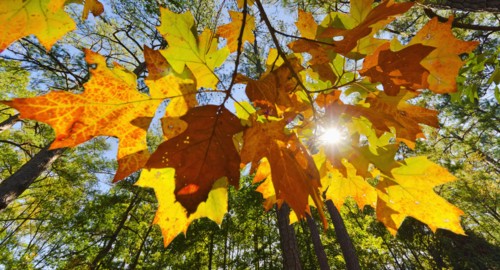 Stone Mountain, Autumn leaves.