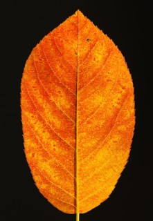 Studio shot of red leaf.