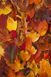 Studio shot of autumn leaves.