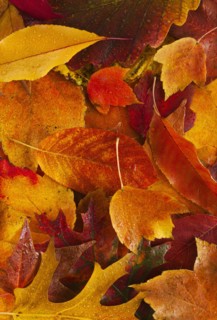 Studio shot of autumn leaves.