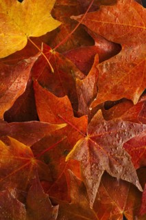 Studio shot of autumn leaves.