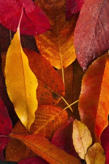 Studio shot of autumn leaves.