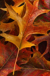 Studio shot of autumn leaves.