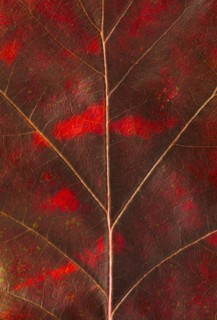 Close-up of autumn leaf.