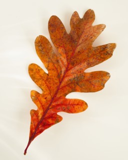 Studio shot of oak leaf.