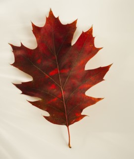 Studio shot of autumn leaf.