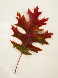 Studio shot of autumn leaf.