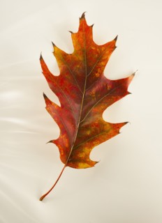 Studio shot of autumn leaf.