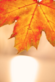 Studio shot of maple leaf.