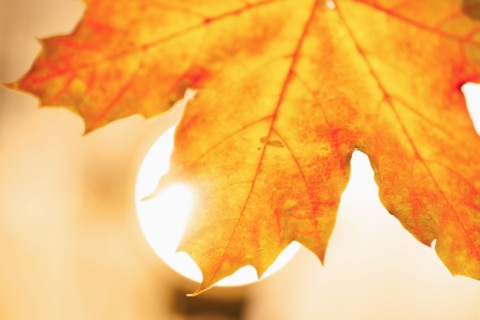 Studio shot of maple leaf.