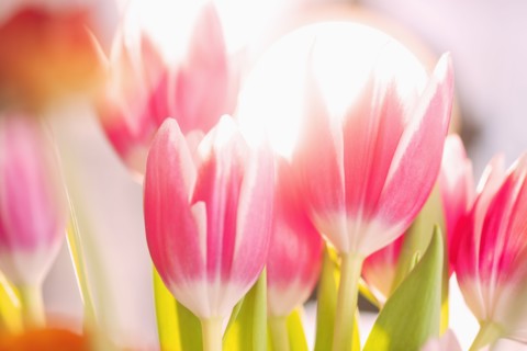 Studio shot of pink tulips.