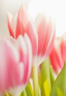 Studio shot of pink tulips.
