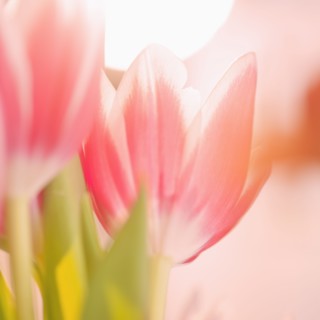 Studio shot of pink tulips.