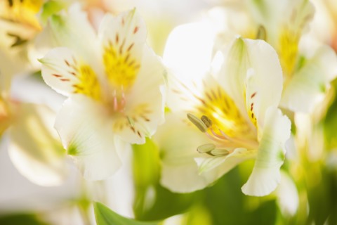 Studio shot of white Alstroe Meria.