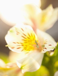 Studio shot of white Alstroe Meria.