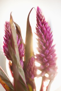 Studio shot of purple Eremurus.