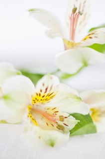 Studio shot of white Alstroe Meria.