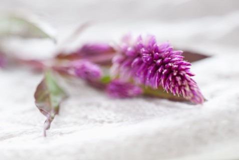 Studio shot of purple Eremurus.