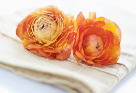 Studio shot of orange Ranunculus on napkin.