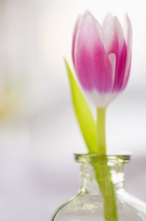 Studio shot of pink tulip in glass vase.